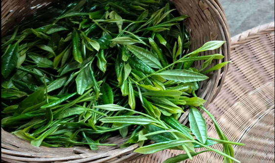 白茶、红茶加工技术团标征求意见 增强品牌影响力