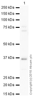 Western blot - RANKL antibody (ab9957)